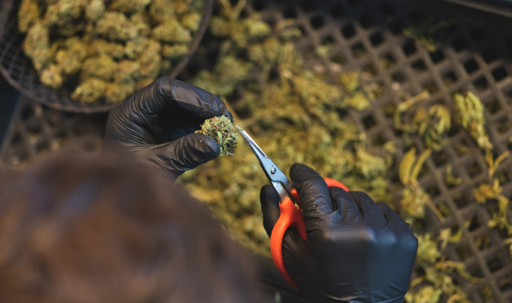 An employee of a cannabis business is carefully inspecting and cutting a bud.
