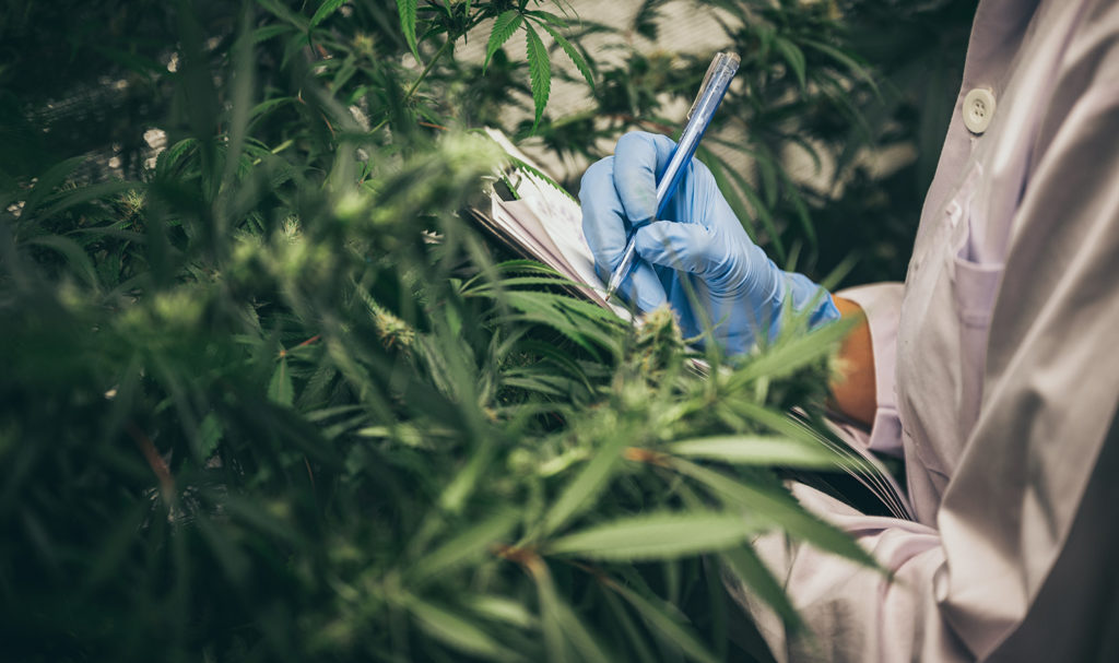 A person in a lab coat is writing notes on a clipboard while inspecting cannabis plants in a growing facility.