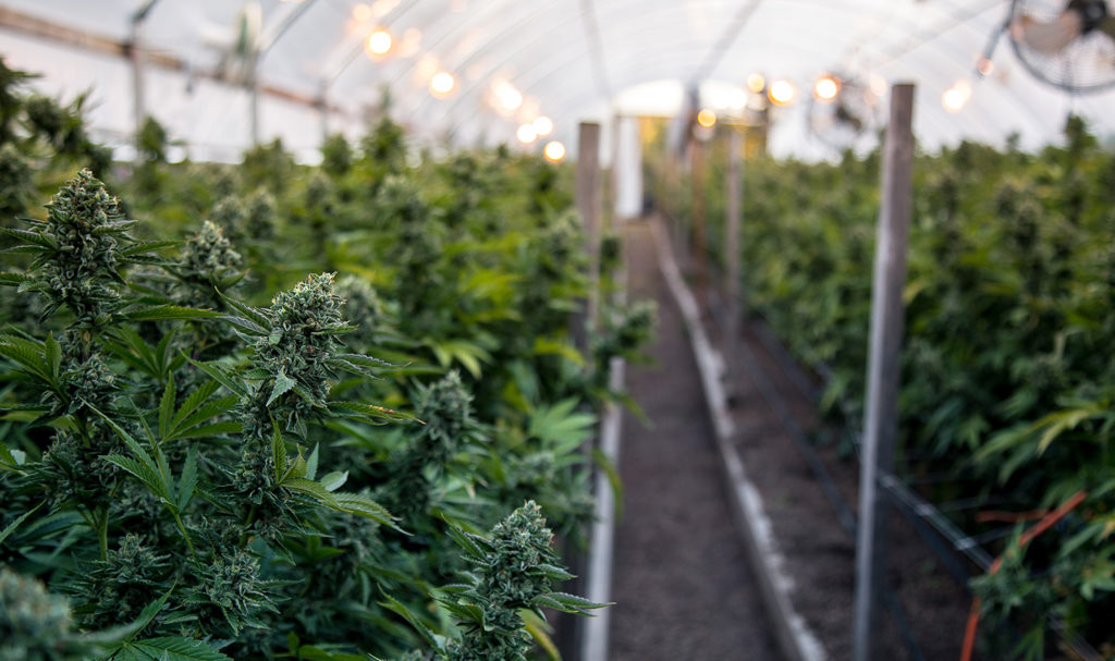 A greenhouse is full of cannabis plants and all the equipment used to grow them, such as special lights and fans.
