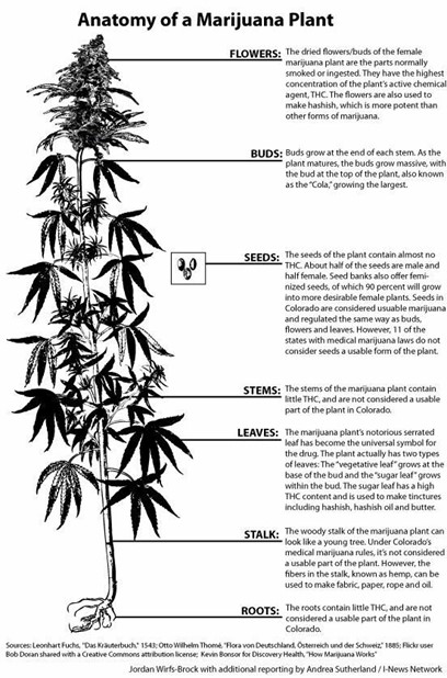 Anatomy of a Marijuana Plant showing the flowers, buds, seeds, stems, leaves, stalk, and roots.