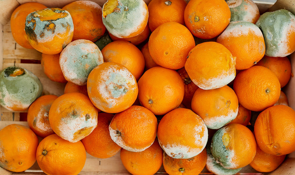 A container of oranges, with some containing mold, sit on the ground. Product liability insurance for food may help you in case the food your business sells leads to illnesses.