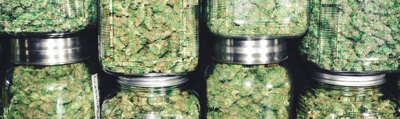 cannabis in jars