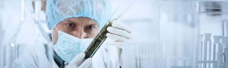 scientist studying cannabis