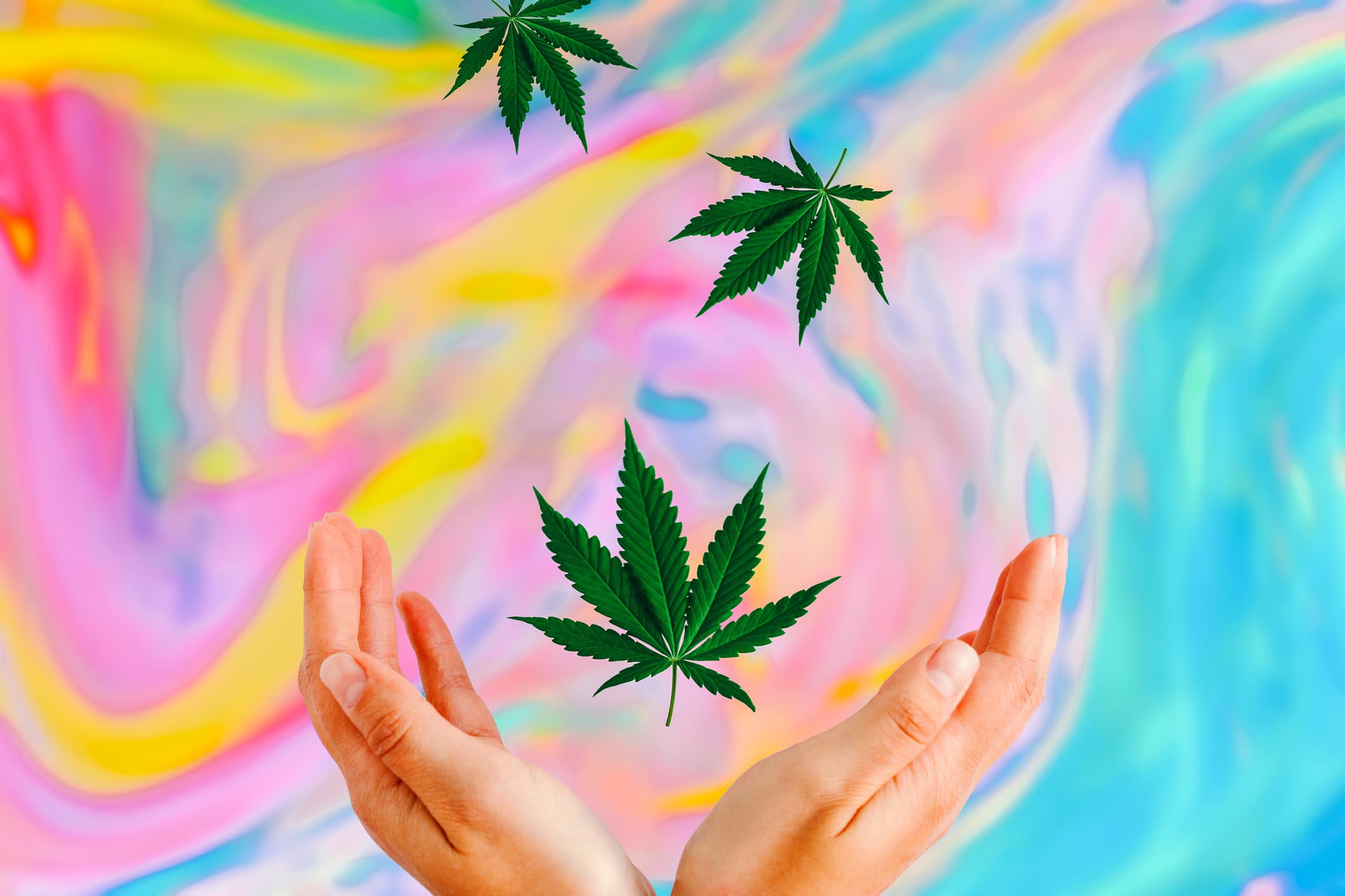 hands open to accept cannabis leaves on a colorful background. This article will help you keep up on trends in the cannabis and cannabis insurance worlds.