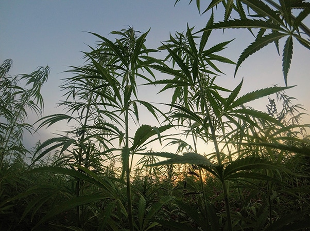 cannabis growing at dusk.