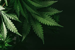 Cannabis/Marijuana Insurance